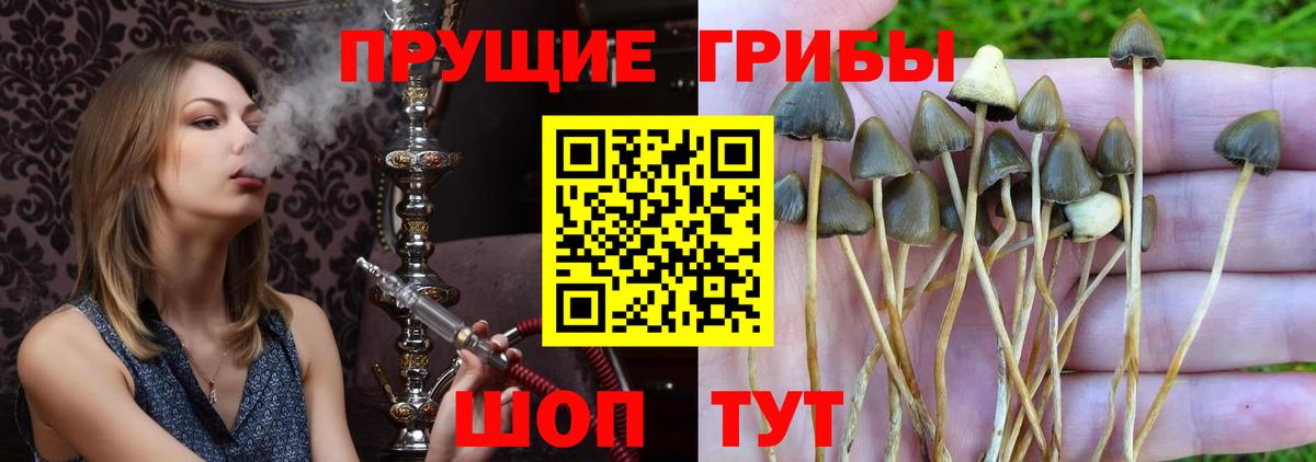 Галлюциногенные грибы GOLDEN TEACHER Гусь-Хрустальный